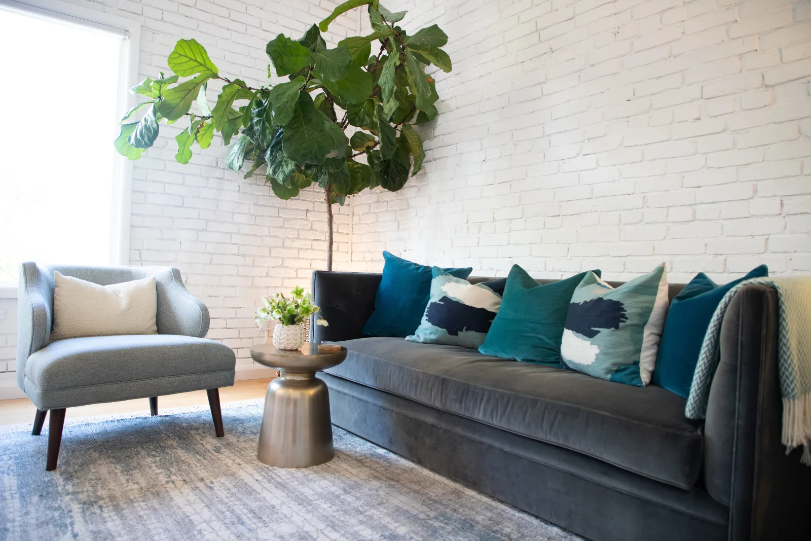 A gray velvet sofa with teal pillows under a fiddle-leaf fig tree